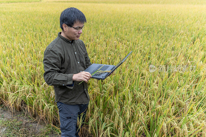 一位男技术人员正在一片成熟的稻田里用电脑工作