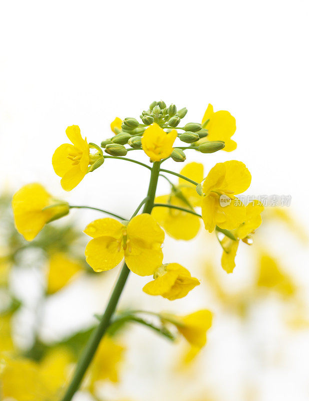 油菜花特写