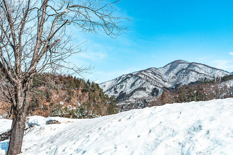 在日本白川村的雪山上，光秃秃的树林里，许多鸟儿抱着干树枝