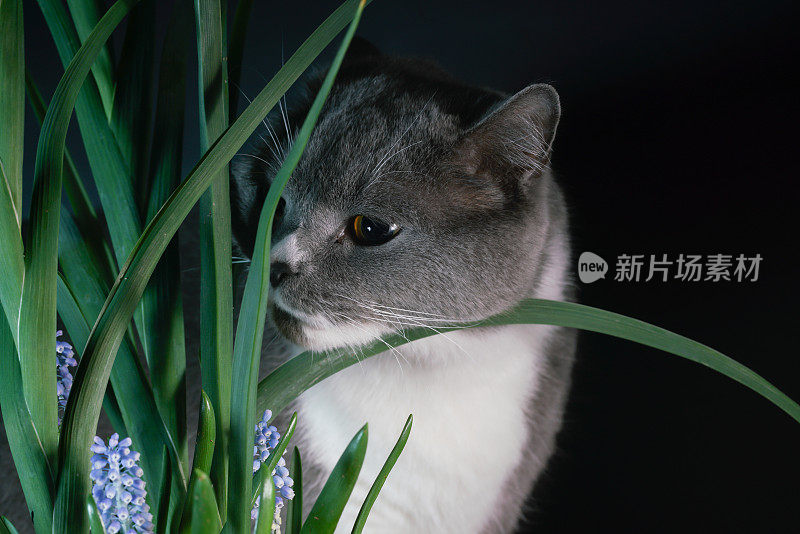 英国短毛猫与花工作室拍摄