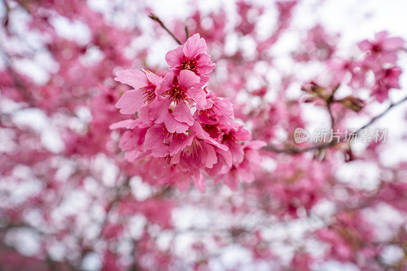 樱花特写