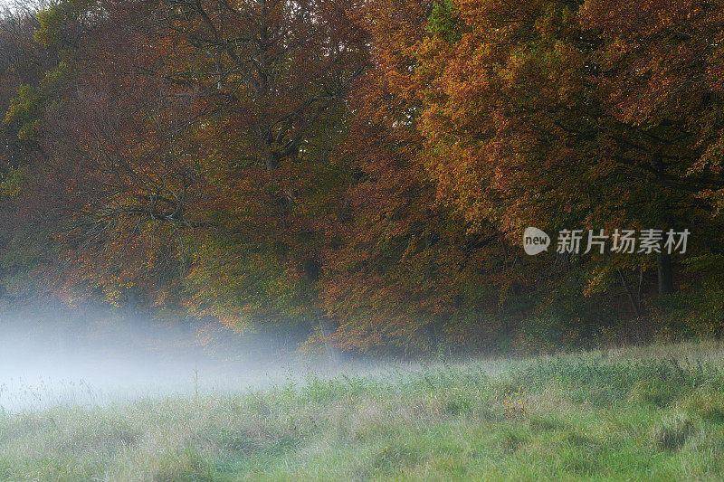 五彩缤纷的秋叶。橙色和黄色的秋叶。秋天的背景。在花园、森林或公园里，有黄橙色叶子的树木的自然秋景。