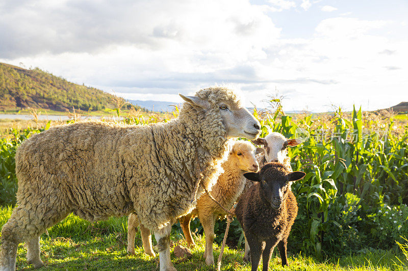 秘鲁，绿草地上的绵羊。