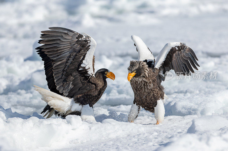 两只白头鹰的美丽照片，背景是白雪覆盖的冬季景观