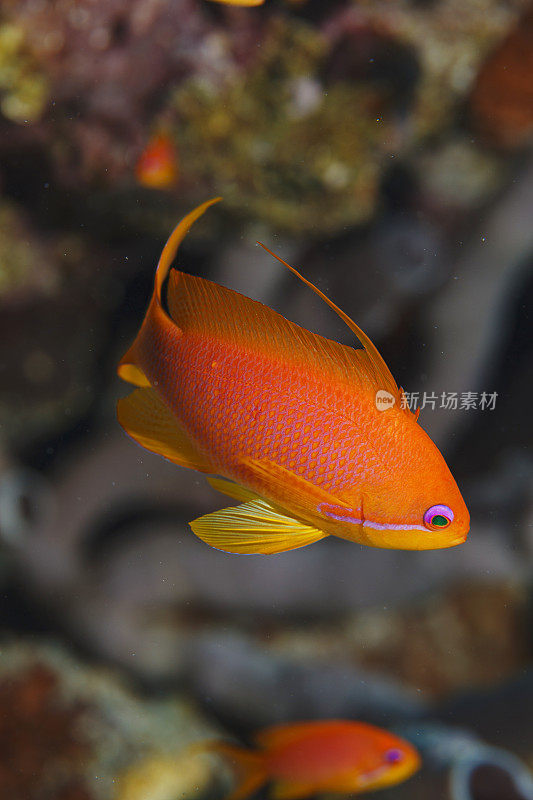 海洋生物鳞翅目鱼类水肺潜水员观点