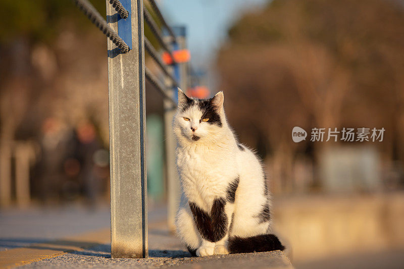 黑白流浪猫。