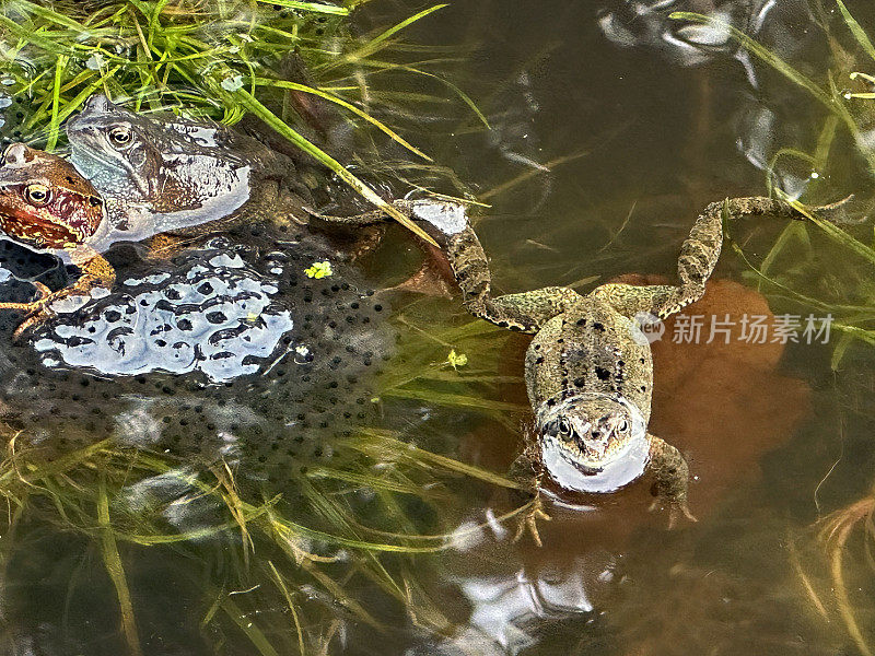 池塘蛙和普通青蛙产卵在一个静止的池塘在三月，英国