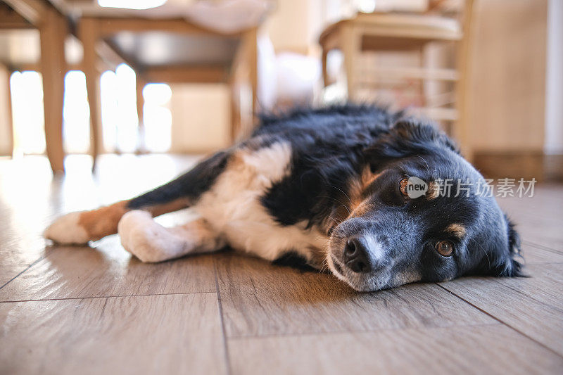 有趣的牧羊犬享受阳光灿烂的一天