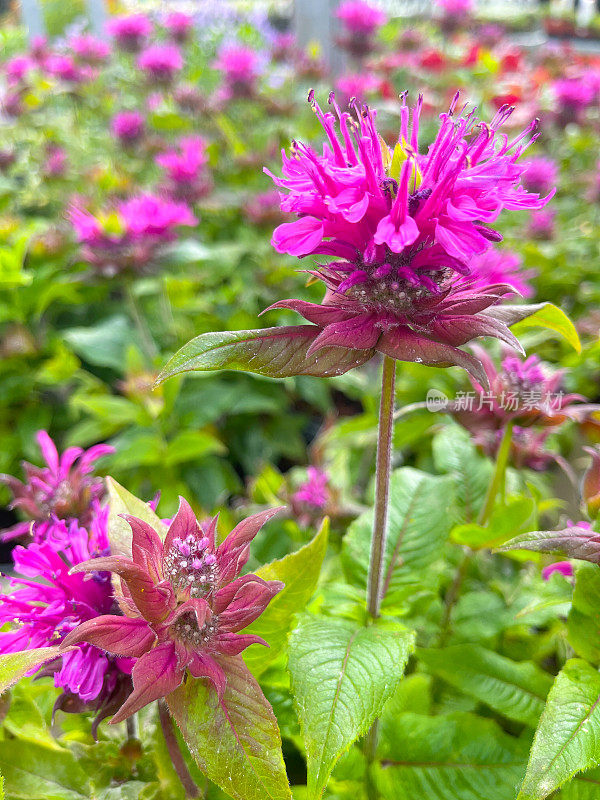 粉色Beebalm