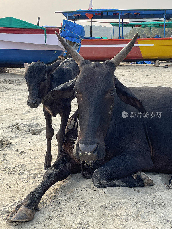 印度圣牛躺在海滩上的特写图像，黑牛犊站在水边沙滩上鲜艳的船只附近，野生角牛，帕洛伦海滩，果阿，南印度