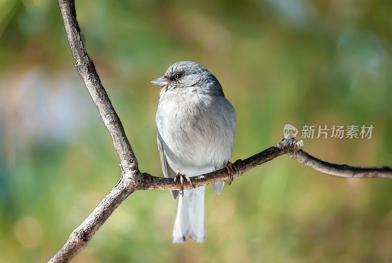 黑眼Junco