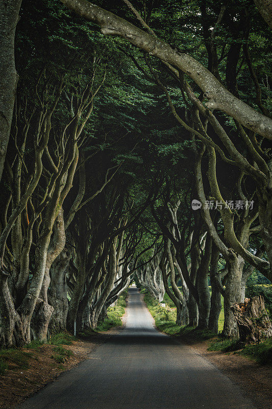 北爱尔兰-黑暗的树篱