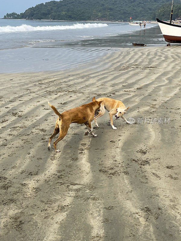 印度果阿的Palolem海滩，渔船背景，两条印度野生流浪狗在退潮时在海上奔跑和溅起水花，杂种狗在水边玩耍和嬉戏