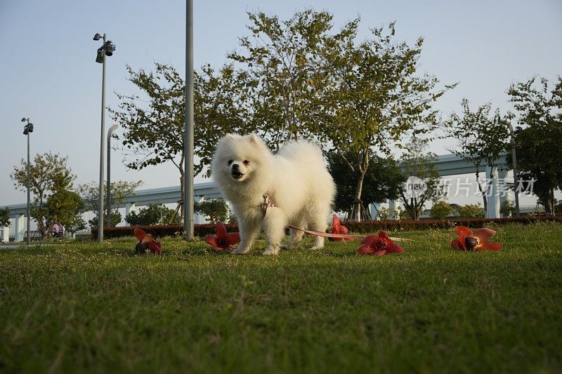 博美犬优雅地站着，吸引人们的注意