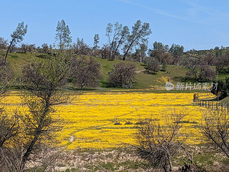 2023年4月初，加利福尼亚州中南部费尔南德斯溪附近的CA-58沿线的超级花朵