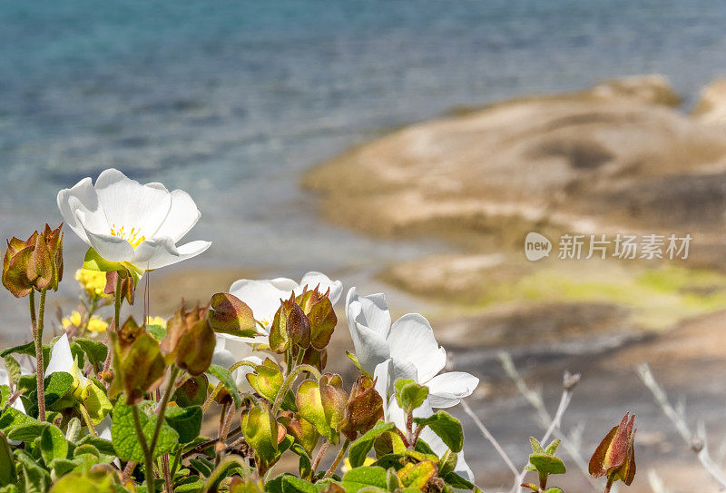 春天，哈尔基迪基海滩上的岩蔷薇花