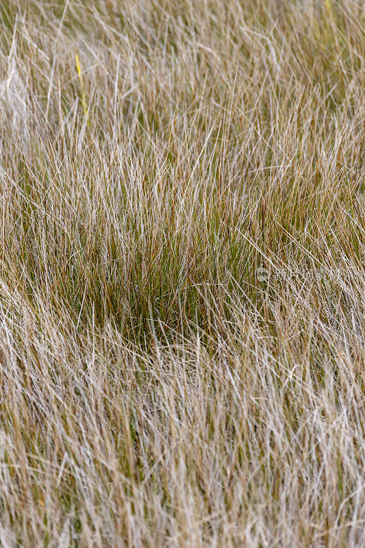 干燥的沼泽草具更绿的斑块在中心