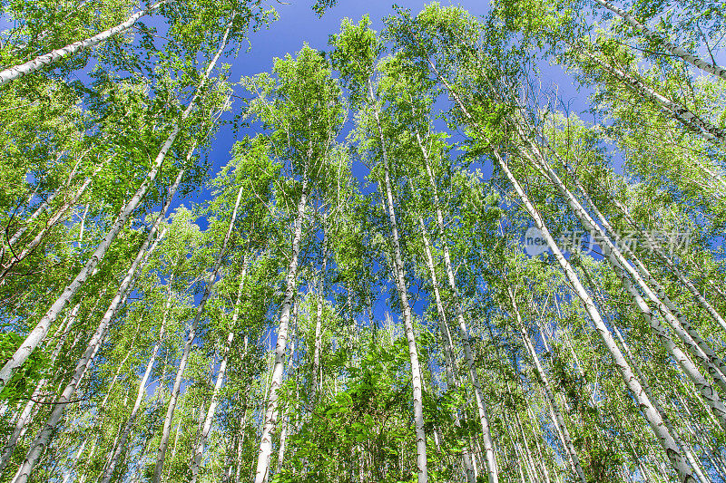 在白桦林的桦树，从下面看，在晴朗的日子