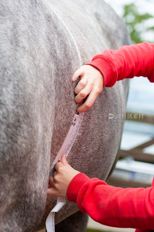 一名妇女用卷尺测量她的灰马的体重，用卷尺检查它的肚子，看看它有多重，是需要多喂还是少喂。