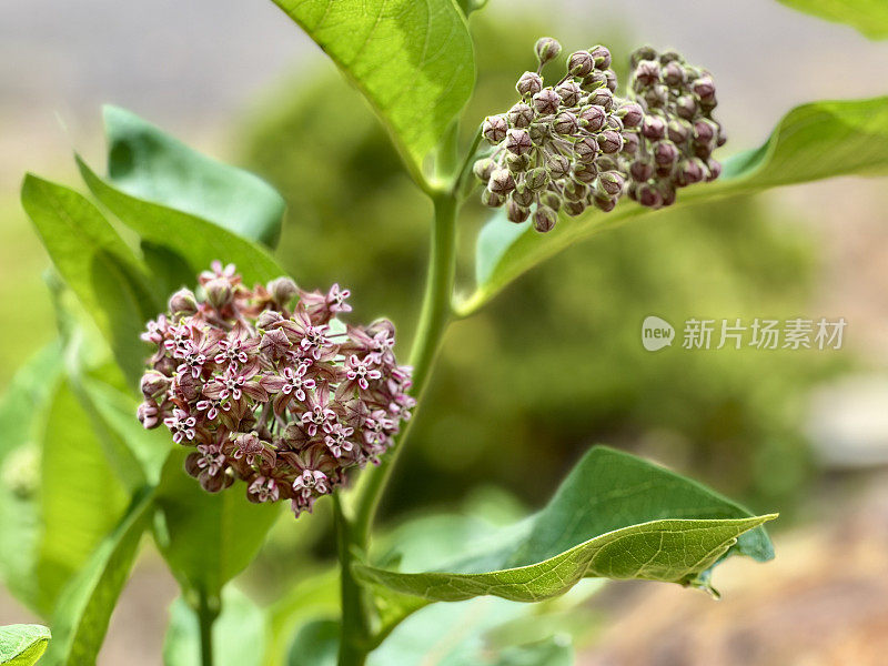 乳草植物