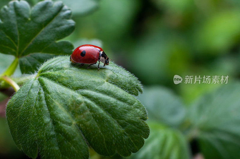 微距照片的瓢虫与一个单一的黑点，在醋栗叶，选择性聚焦。花园里的益虫。