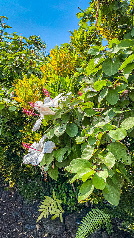 夏威夷的芙蓉花