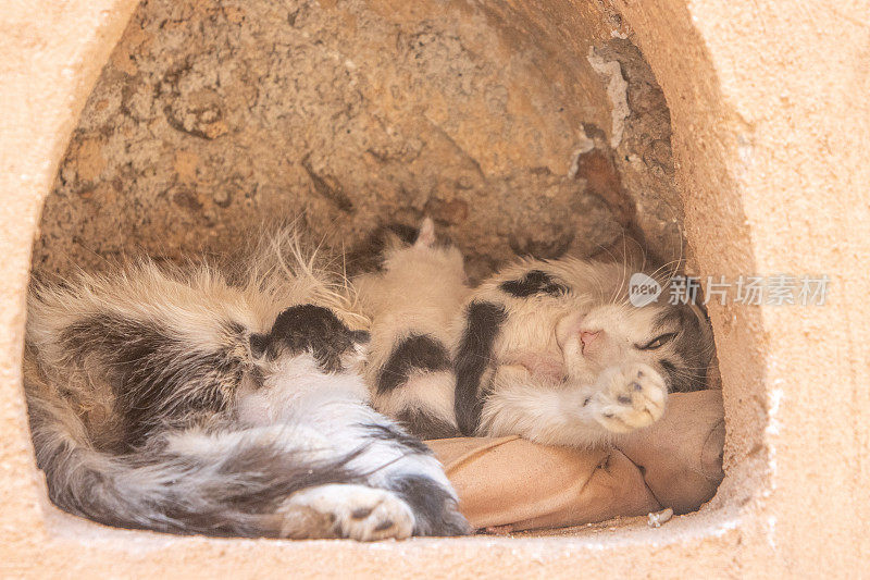 摩洛哥马拉喀什麦地那地区的流浪猫