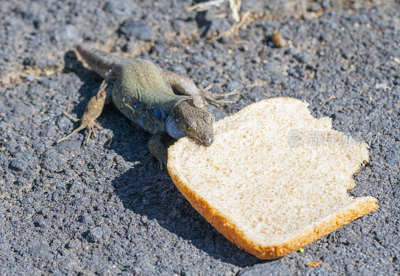 世界上最快乐的蜥蜴，加洛蒂亚·加洛蒂拿着一块巨大的面包片——加那利群岛拉帕尔马动物群