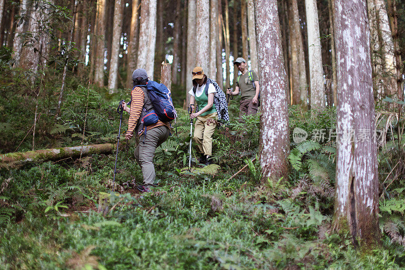 朋友们一起在高山森林里露营和散步