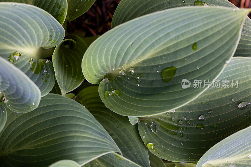 玉簪植物湿叶的自然模式