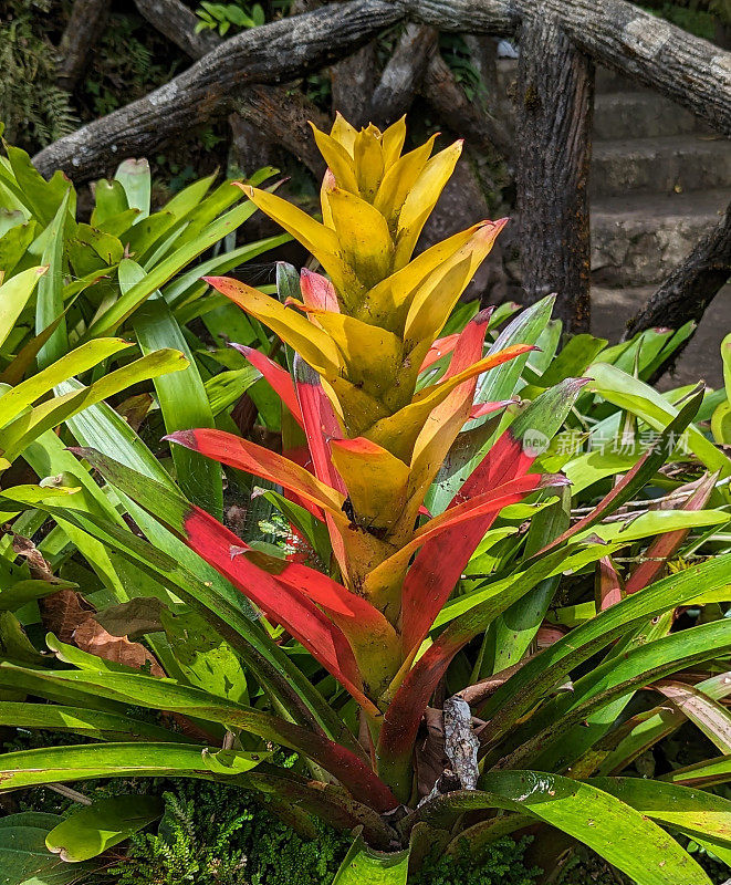 哥斯达黎加拉巴斯瀑布热带花园中的古斯曼尼亚花