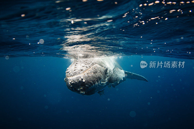 水下近距离拍摄的座头鲸幼崽在海面附近游泳