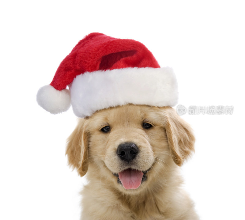 金毛寻回圣诞小狗微笑着
