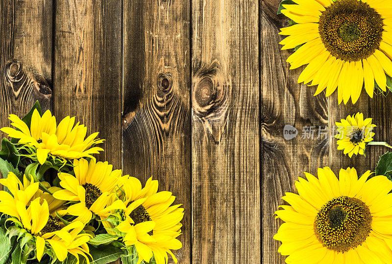 乡村木板上的向日葵花
