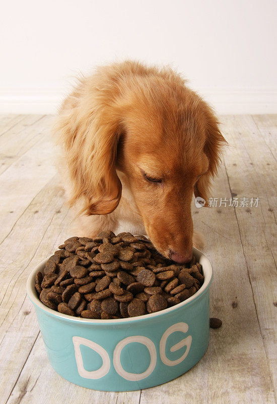 可爱的狗吃干狗粮在一个碗标签狗