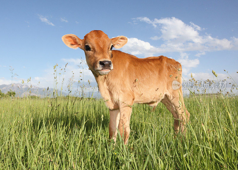 一只小牛犊白天站在草地上