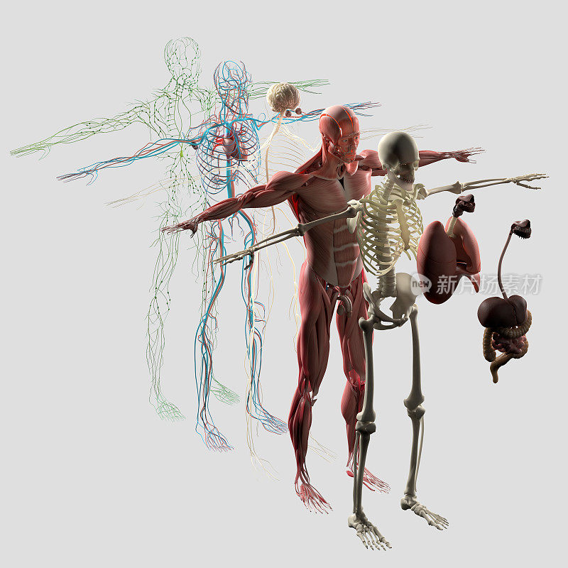 解剖学爆炸视图。单独的元素肌肉,骨骼、器官、神经、淋巴、血管。