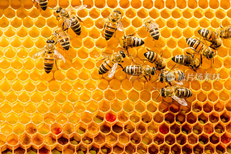 蜜蜂在蜂房蜂巢的特写