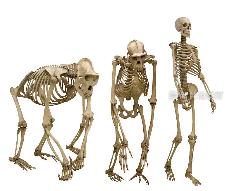 一组三个骨骼孤立在白色