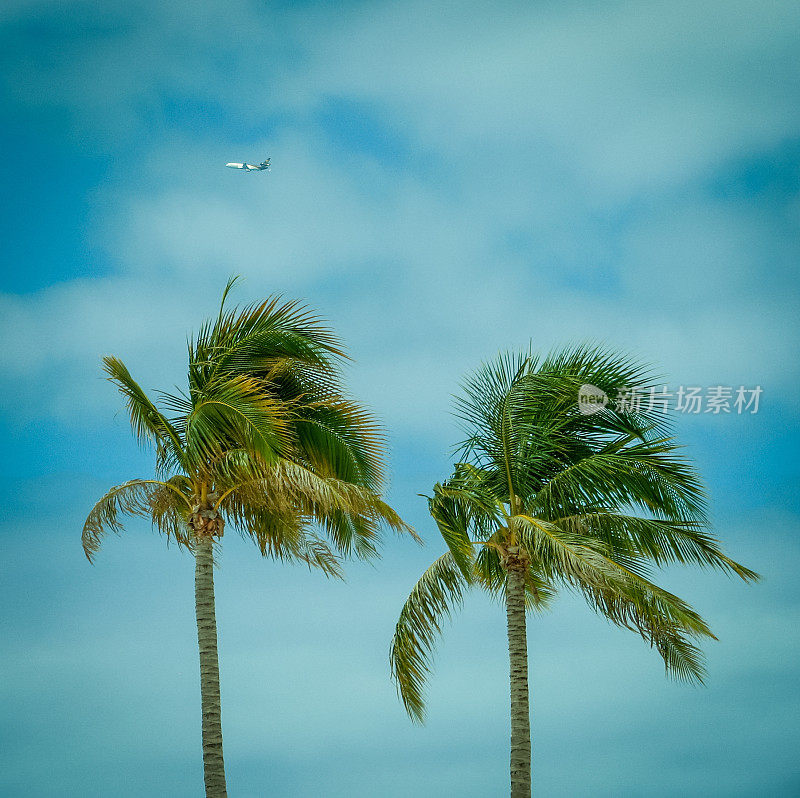 棕榈树对热带天空与飞机飞机的背景