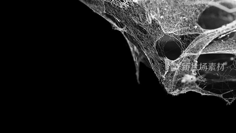 蜘蛛网或蜘蛛网孤立在黑色背景上