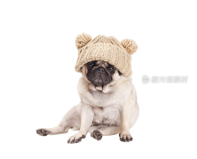 可爱的哈巴狗狗坐下来，戴着一顶有绒球的针织帽子，孤立在白色的背景上