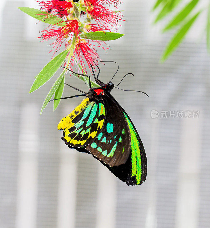 凯恩斯birdwing蝴蝶。