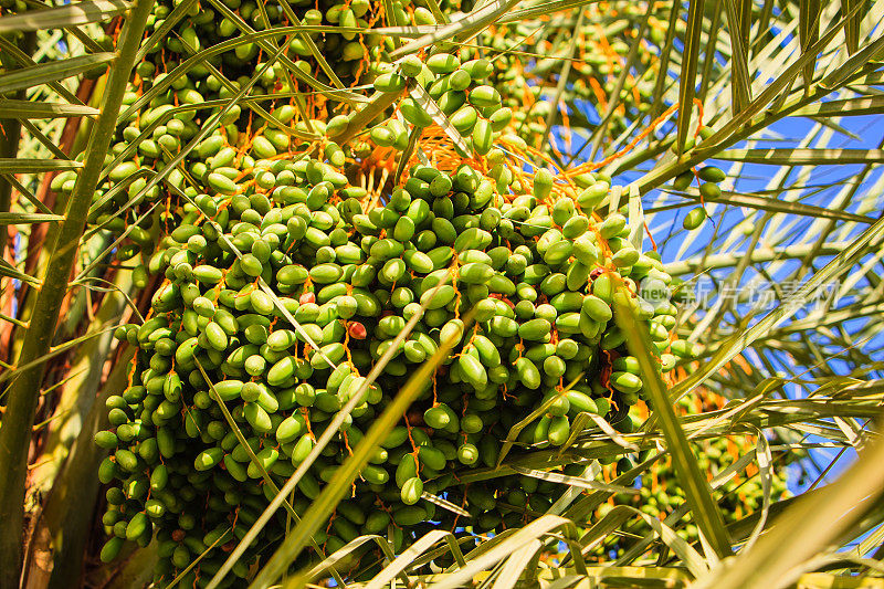 迪拜，阿联酋-成群的绿色枣棕榈树