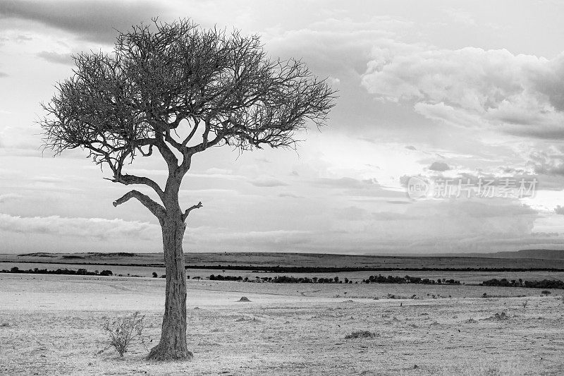 有孤独树木的非洲景观。