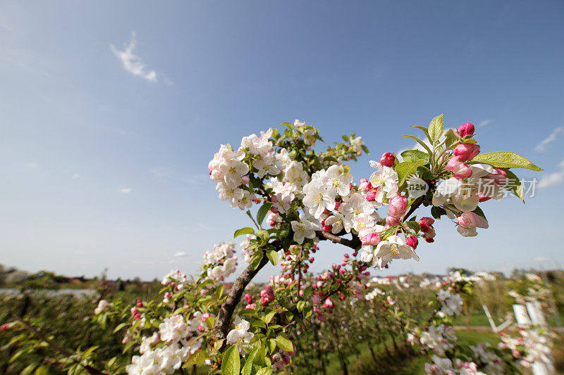 苹果在春天开花