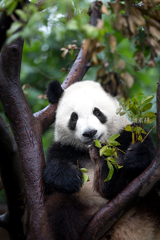 大熊猫吃桉树