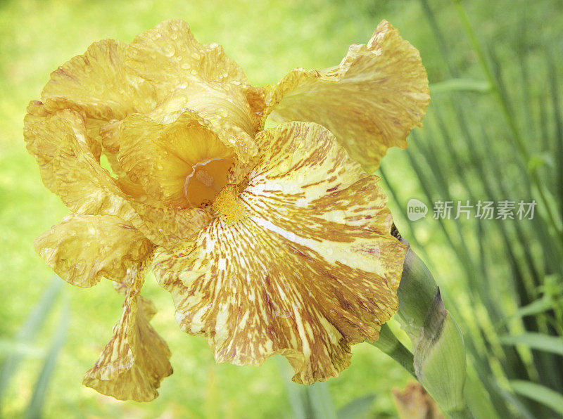 鸢尾虎须花花园雨