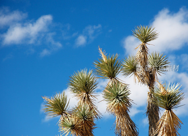 亚利桑那州的丝兰树在角落。蓝色,多云的天空。