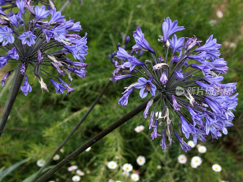 蜜蜂在Agapanthus花上